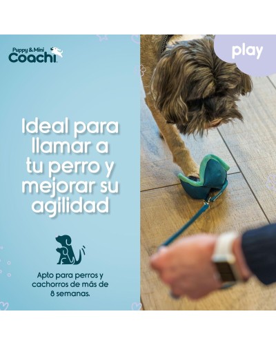 Harnais pour Chien Coachi