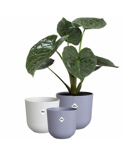Vaso Elho Jazz Bianco Lilla Plastica Rotondo 3 Pezzi