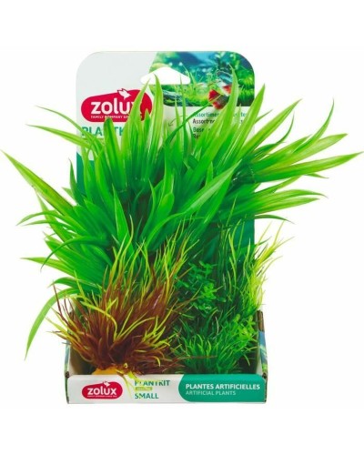 Decorative Plant Zolux