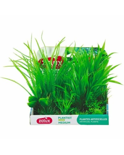 Decorative Plant Zolux