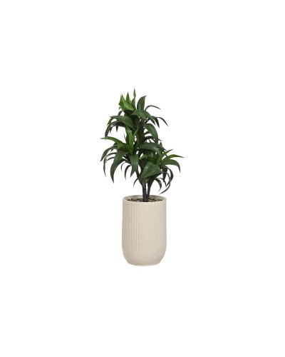 Decorative Plant Home ESPRIT Resin Polyethylene 50 x 50 x 102 cm