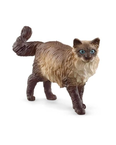 RAGDOLL CAT (5)