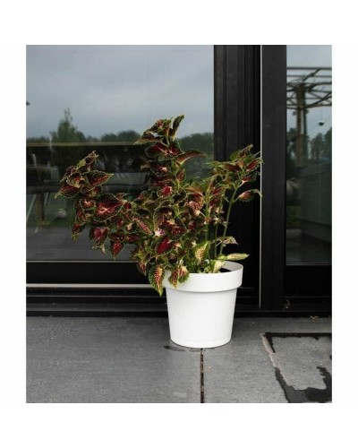 Smart Garden ID White Pot with Self-Watering
