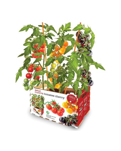 Batlle Tomaten Anzuchtset | 30x19,5x16,2cm | Hausgarten
