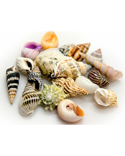 Conchiglie Akvastabil Sea per Stabilizzazione pH di Acquari Marini