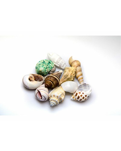 Coquilles Akvastabil Sea : Purificateur d'Eau Naturel pour Aquariums Marins
