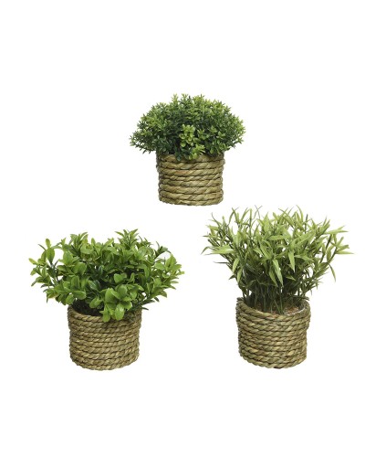 Decorative Plant Basic Home Artificial Rope Green 16 x 3 cm