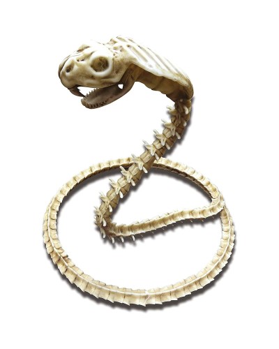 Accesorio para Disfraz My Other Me Esqueleto Cobra