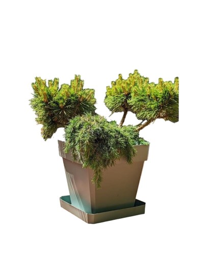 Vaso Riviera Marrone 50 x 50 cm